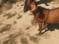 Cabro, Nubian Goat — foto 3
