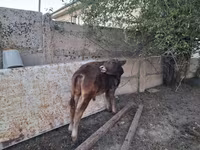 ষাঁড়, আলাতাউস্কায় প্রজাতি — ছবি 8