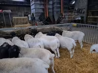 ভেড়ার পাঁঠা, Dorper sheep — ছবি 3