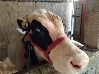 ষাঁড়, Russian Black pied cattle — ছবি 3