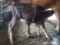 गाय, अलाताऊ नस्ल — फ़ोटो 1