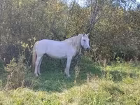 घोड़ी, Percheron — फ़ोटो 3