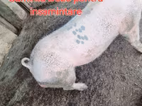 পুরুষ শূকর, শূকর — ছবি 2