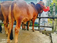 ষাঁড়, গরু — ছবি 2