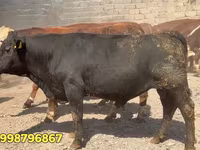 Toro, Vaca roja bielorrusa — foto 2