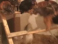 Chickens — ছবি 4