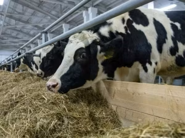 Vaca, Russian Black pied cattle