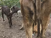गाय, Simmental cattle — फ़ोटो 4