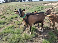 عنزة, Alpine goat — الصورة 1