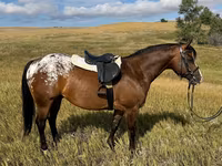 ঘোড়া, Horses of Sable Island — ছবি 4