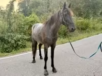 Caballo, Brandenburger — foto 3