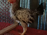 Chickens — ছবি 4