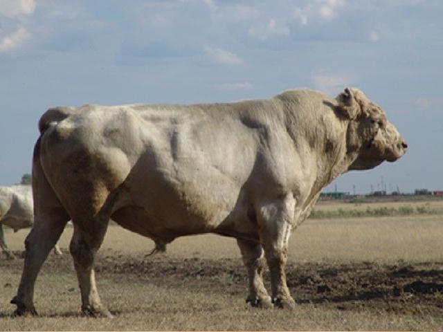 Auliekol breed