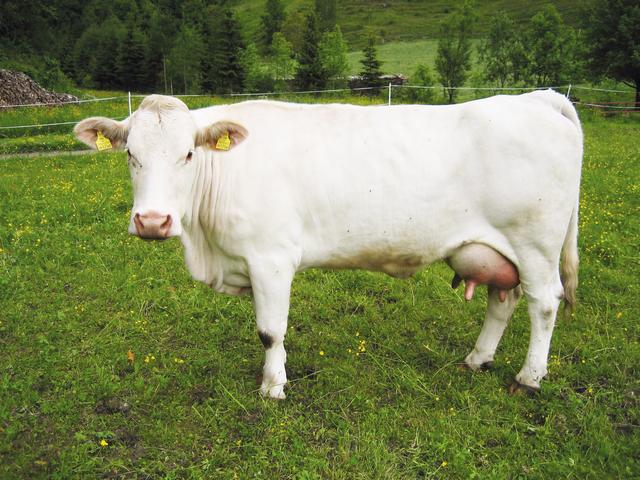 Kärntner Weiße Kuh