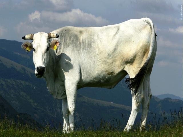 Kian cow