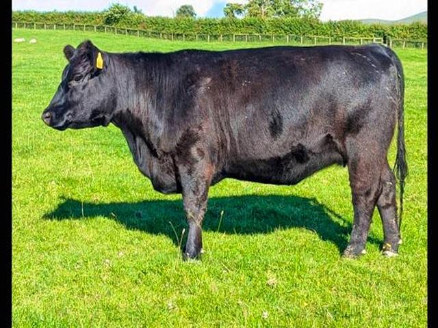 Lowline cow