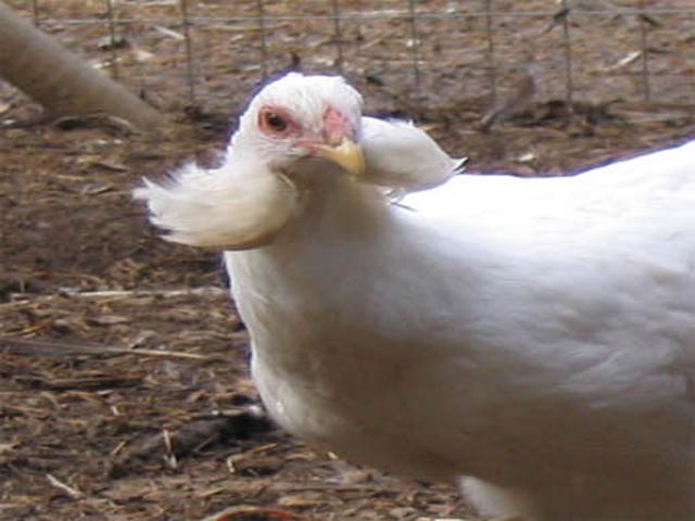アラウカナ