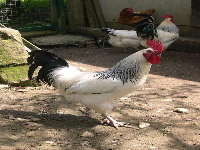 بوربونه‌ز