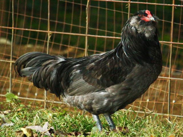 アメリカーナ