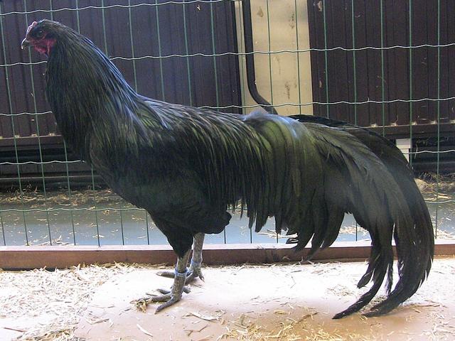 سوماترا