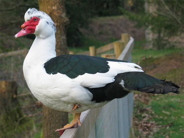 pato criollo doméstico