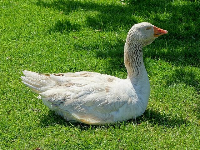 アメリカン・バフ