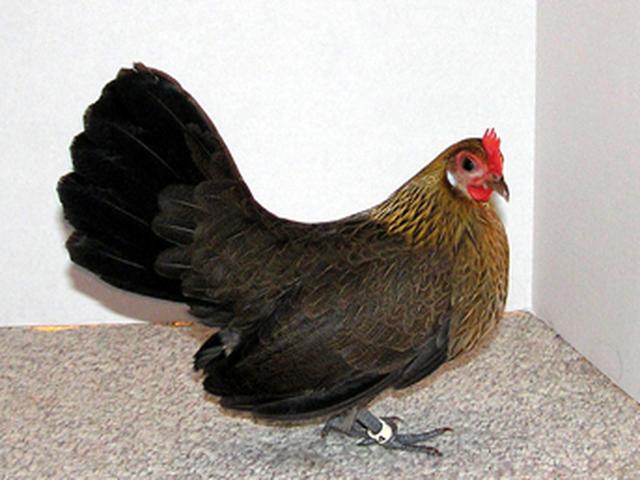 Bantam Belanda