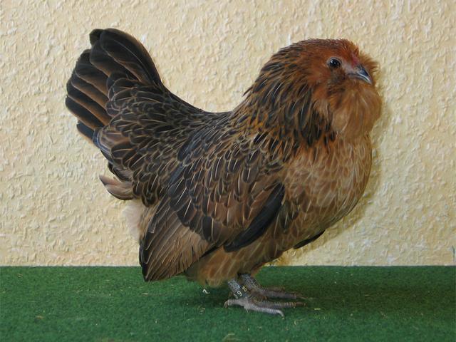 バルブ・ダンヴェルス