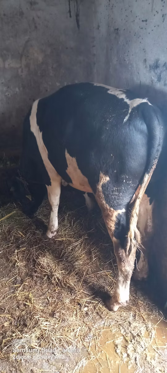 Holstein-Rasse