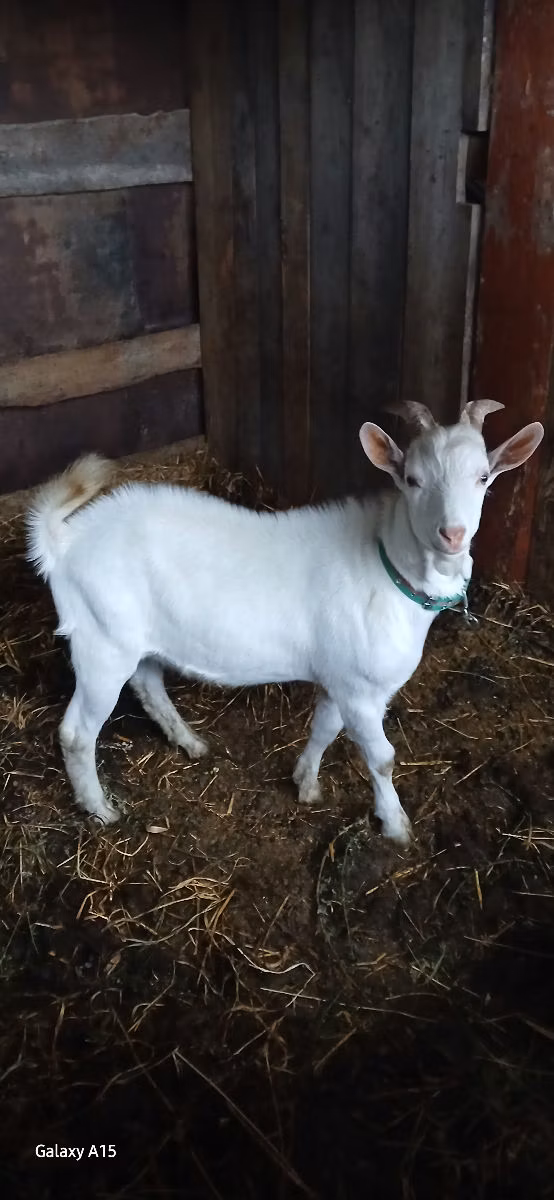 Saanen goat