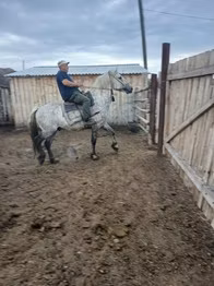 Arabian horse