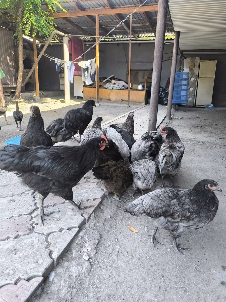 Australorp