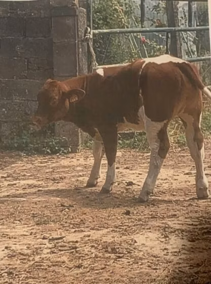 মেন-অঞ্জু
