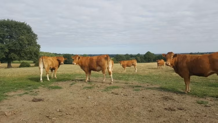 Limousin-Kuh
