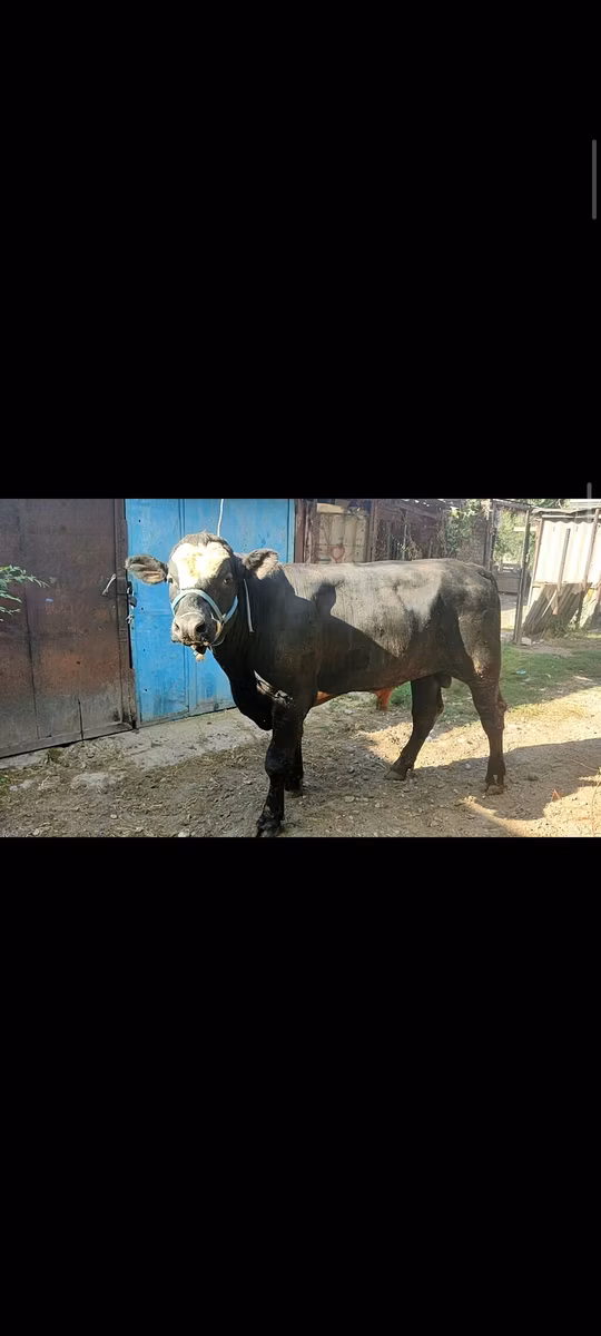 এবার্ডিন-অ্যাঙ্গাস