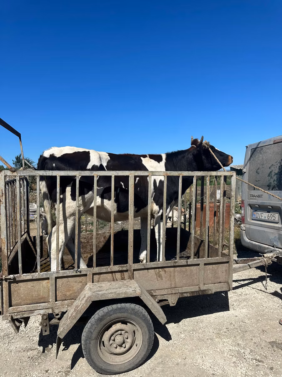 Holstein-Rasse