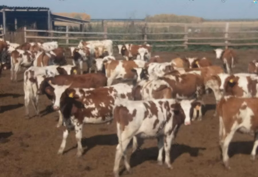 Swiss cattle
