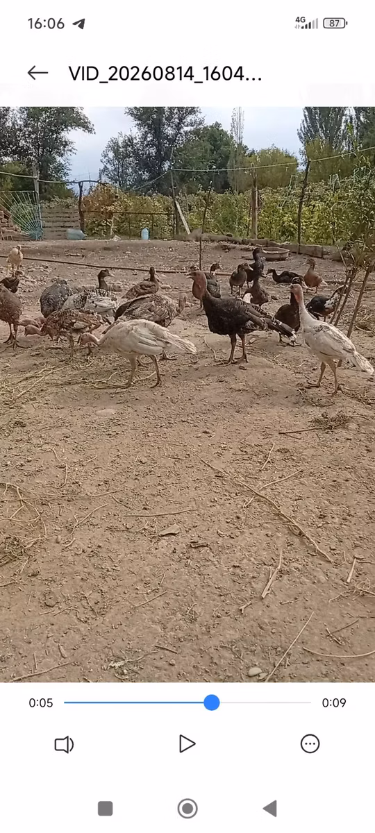 برونز