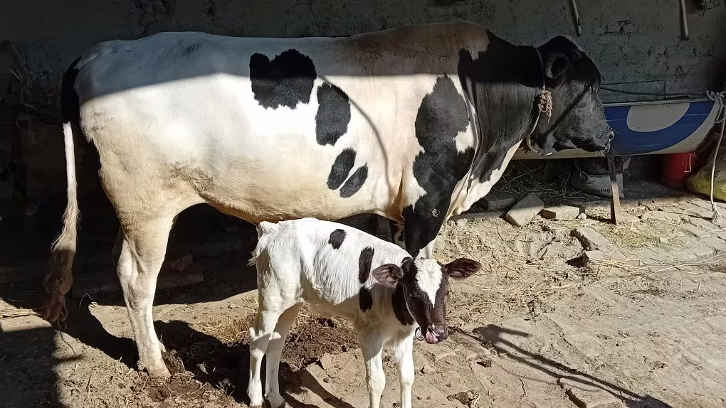 এবার্ডিন-অ্যাঙ্গাস
