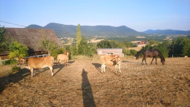 نژاد جرسی