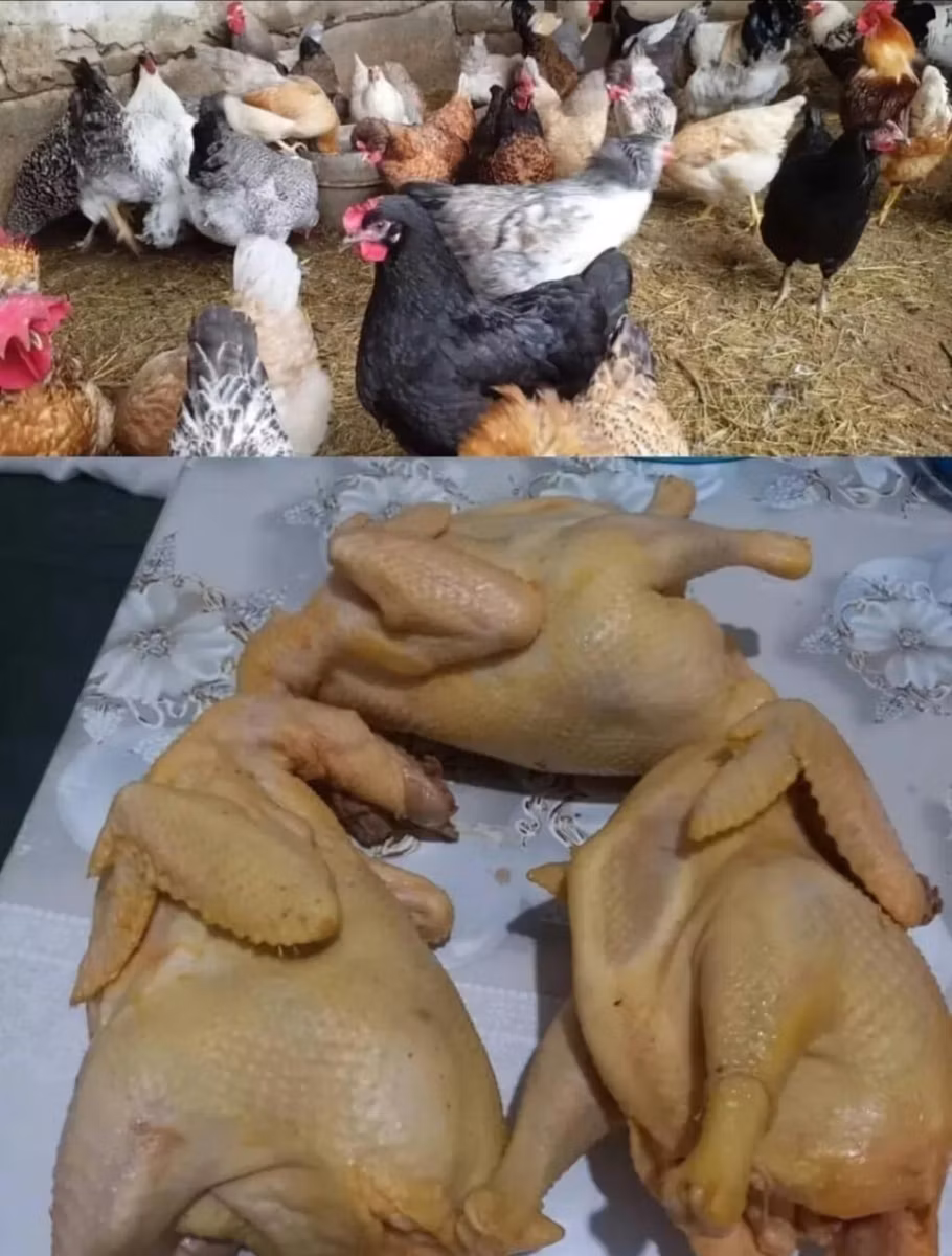 براهما