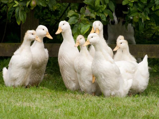 Pekín alemán