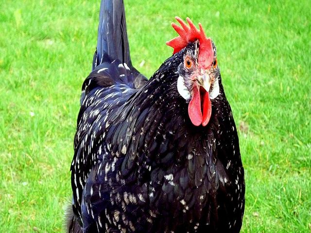 アンコナ