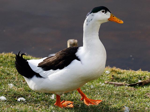 Urraca