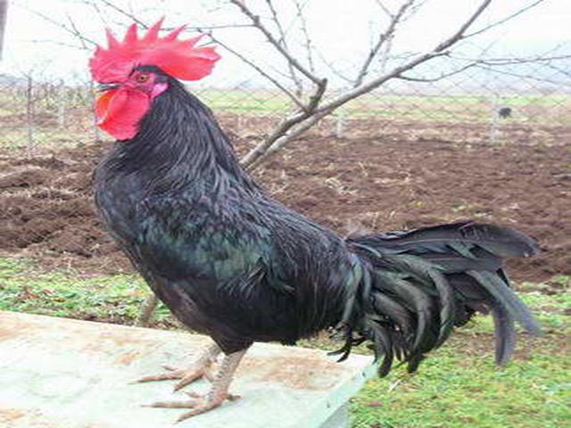 Black Shumen